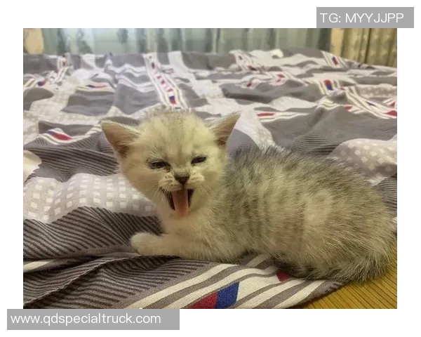 足球球星们的宠物猫盘点 这些可爱猫咪与球员的亲密关系揭秘